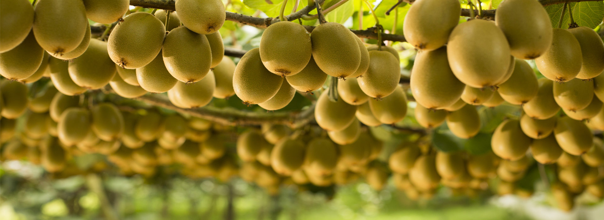 Zespri Zespri