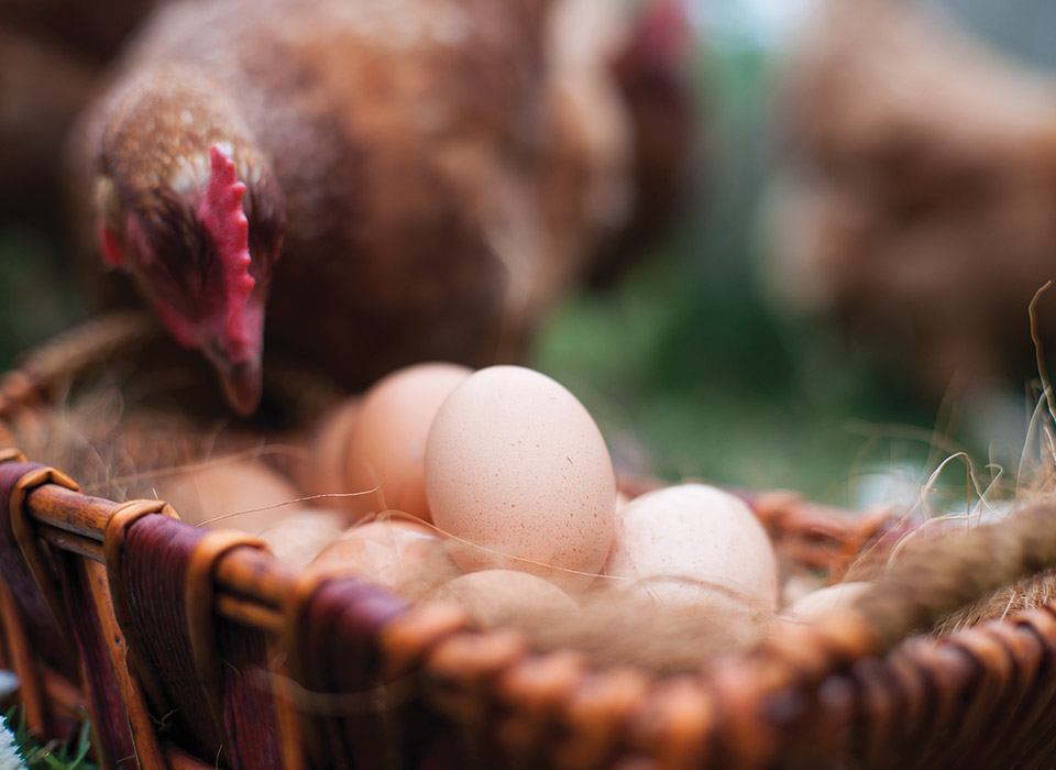 LR_IWP_Chicken LR_IWP_Chicken